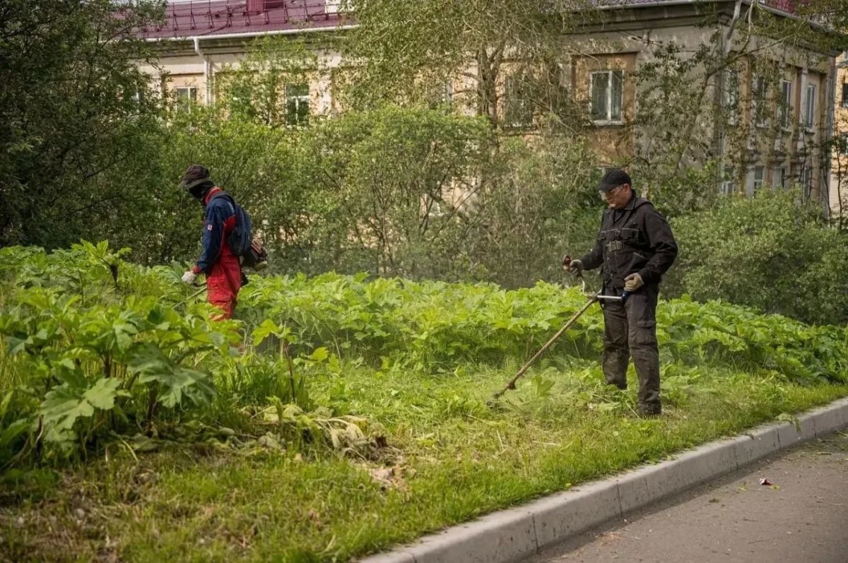 Борщевик на участке: куда мурманчанам сообщить о зарослях Борщевик на участке: куда мурманчанам сообщить о зарослях