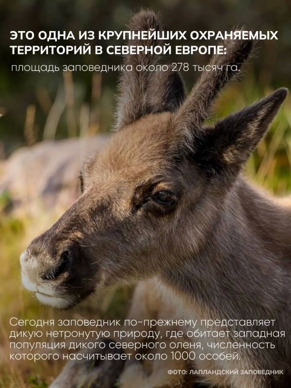 Лапландский лес в десятке самых живописных лесов России Лапландский лес в десятке самых живописных лесов России