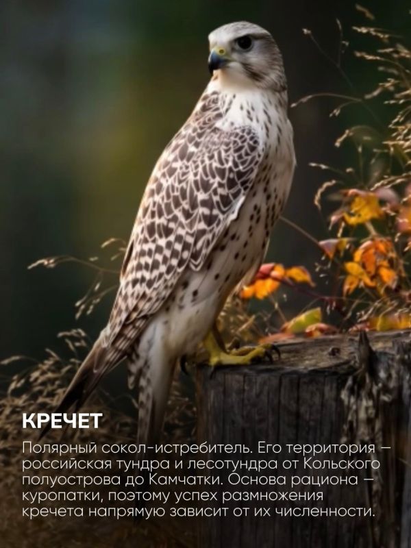 Голосуем за символы заполярной природы! Голосуем за символы заполярной природы!