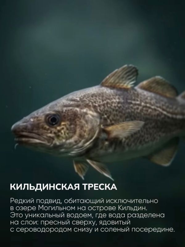Голосуем за символы заполярной природы! Голосуем за символы заполярной природы!