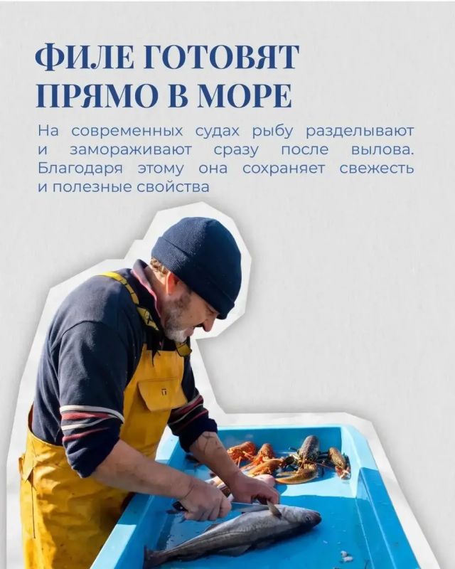 Рыбаки и рыбки: интересные факты от Ассоциации судовладельцев рыбопромыслового флота (АСРФ) Рыбаки и рыбки: интересные факты от Ассоциации судовладельцев рыбопромыслового флота (АСРФ)