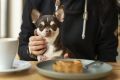 Вкусные угощения для вашего четвероногого друга на праздники