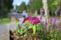 Североморск обновляется к юбилею!
