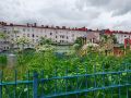 Опасный борщевик вырос у детской площадки в Мурманске