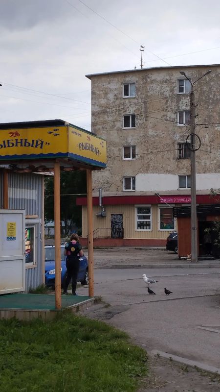 Мурманская чайка уже несколько лет ходит в рыбный магазин как к себе домой Мурманская чайка уже несколько лет ходит в рыбный магазин как к себе домой