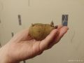 Ранний картофель: секреты успешной посадки в июле