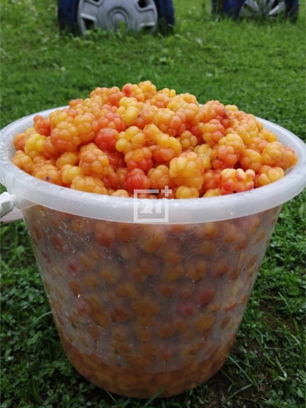 Морошка пошла!. Северяне начали активно собирать морошку и делятся своими находками с нашей редакцией Морошка пошла!. Северяне начали активно собирать морошку и делятся своими находками с нашей редакцией