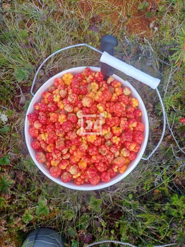 Морошка пошла!. Северяне начали активно собирать морошку и делятся своими находками с нашей редакцией Морошка пошла!. Северяне начали активно собирать морошку и делятся своими находками с нашей редакцией