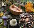 Космические грибы Заполярья