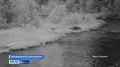 Мастер-класс по преодолению страха перед водой дала росомаха в Лапландском заповеднике
