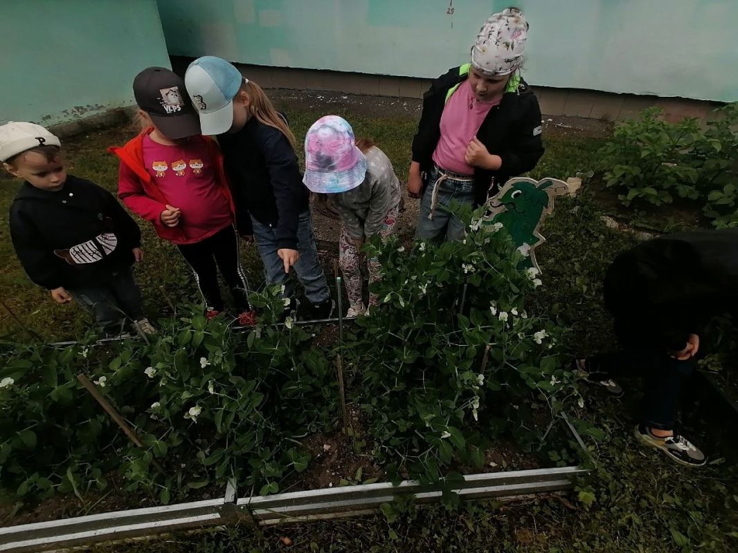 Доброе утро, Заполярье!. Даже на Севере лето радует урожаем Доброе утро, Заполярье!. Даже на Севере лето радует урожаем