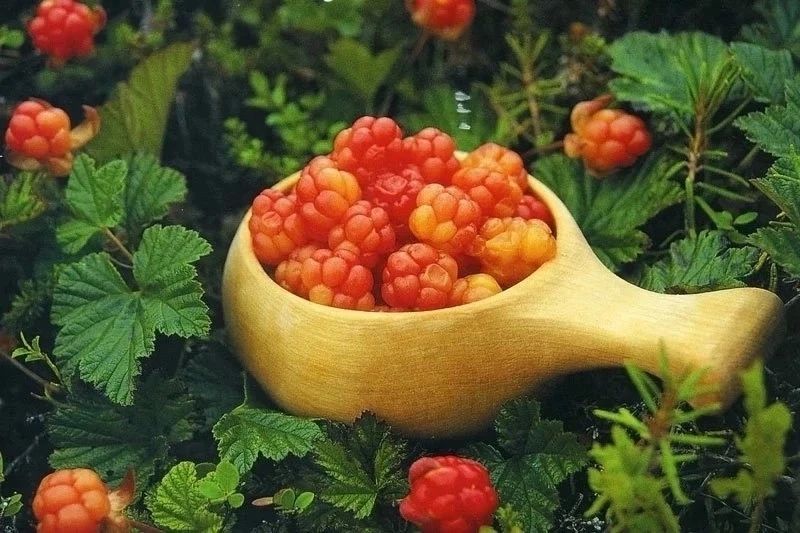 Морошка, одна из самых удивительных ягод, встречающихся в лесах Мурманской области! Морошка, одна из самых удивительных ягод, встречающихся в лесах Мурманской области!