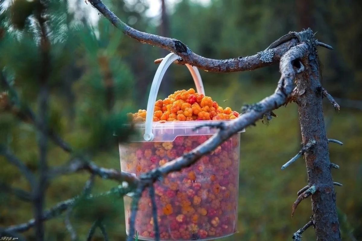 Морошка, одна из самых удивительных ягод, встречающихся в лесах Мурманской области! Морошка, одна из самых удивительных ягод, встречающихся в лесах Мурманской области!