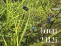 Доброе утро! Погода на сегодня, 2 августа