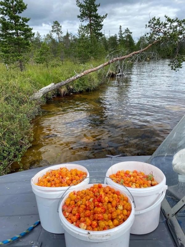 Морошка, одна из самых удивительных ягод, встречающихся в лесах Мурманской области! Морошка, одна из самых удивительных ягод, встречающихся в лесах Мурманской области!