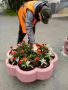 Праздничный вид этим летом городским пространствам придали более 166 тысяч цветов, высаженные силами «Мурманских городских парков и скверов» и «Управления дорожного хозяйства»