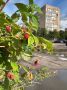 Доброе утро, Заполярье!. Чтобы полакомиться свежими ягодами, мурманчанам вовсе не обязательно отправляться в лес – урожаи местами спеют прямо во дворах жилых домов и на зеленых городских улочках