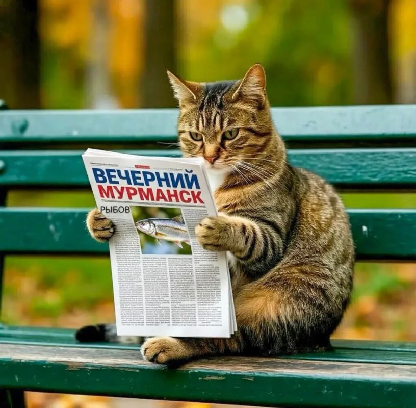 Даже котики читают Вечерний Мурманский - читайте и вы!