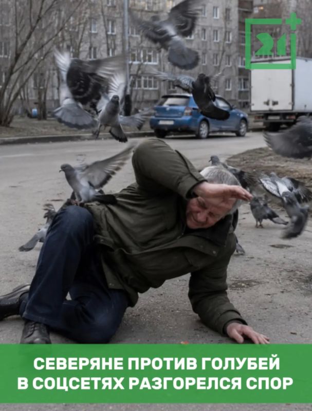 В Мурманске разгорелся спор из-за кормления голубей
