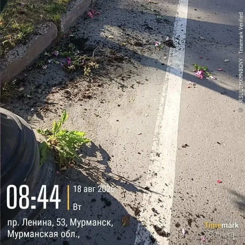 С корнем и без жалости: в Мурманске уничтожили клумбы С корнем и без жалости: в Мурманске уничтожили клумбы
