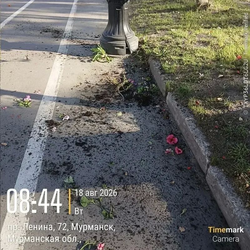 С корнем и без жалости: в Мурманске уничтожили клумбы С корнем и без жалости: в Мурманске уничтожили клумбы