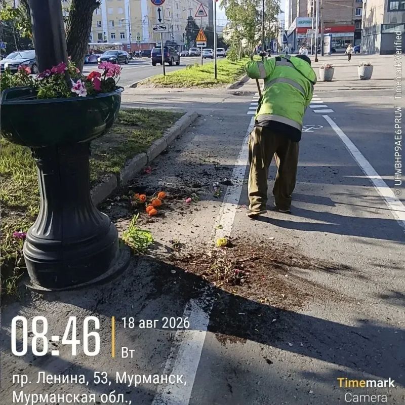 С корнем и без жалости: в Мурманске уничтожили клумбы С корнем и без жалости: в Мурманске уничтожили клумбы