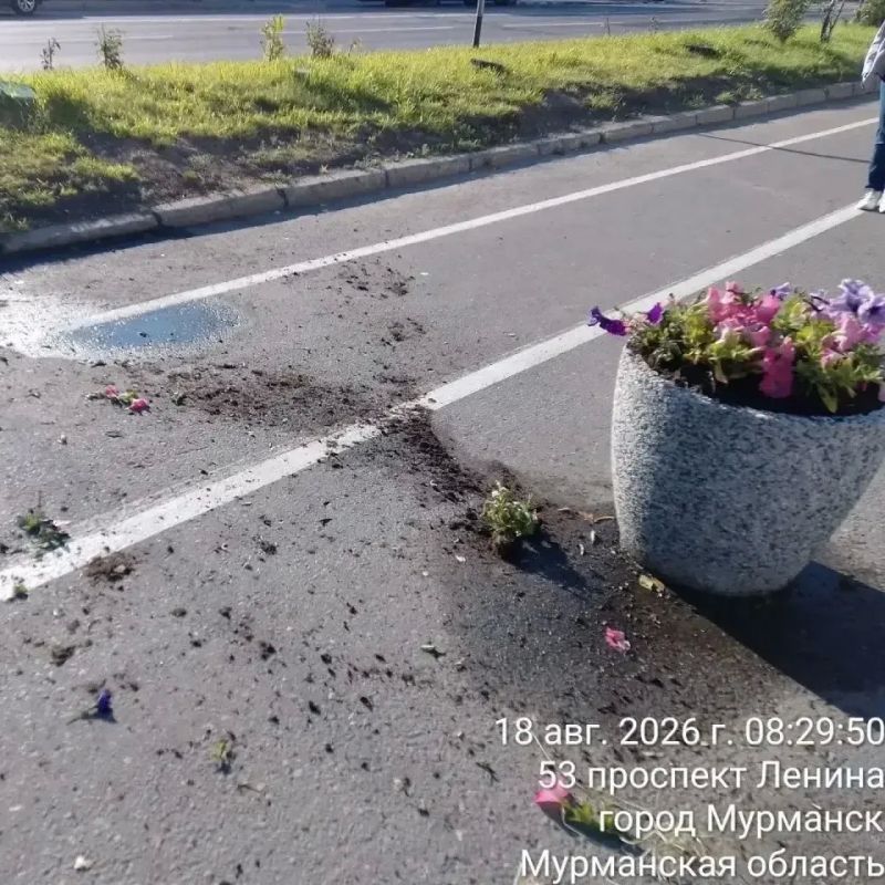 С корнем и без жалости: в Мурманске уничтожили клумбы С корнем и без жалости: в Мурманске уничтожили клумбы