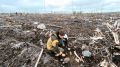 В Мончегорском лесничестве высадили молодые сеянцы сосны на 85 гектарах