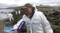 Последствия разлива нефти в Кольском заливе помогают ликвидировать волонтеры