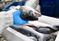 Мурманским рыбопромышленникам помогут найти партнеров за рубежом