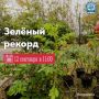 Внимание, мурманчане! Как будет организован «Зеленый рекорд»: всё о раздаче и высадке саженцев