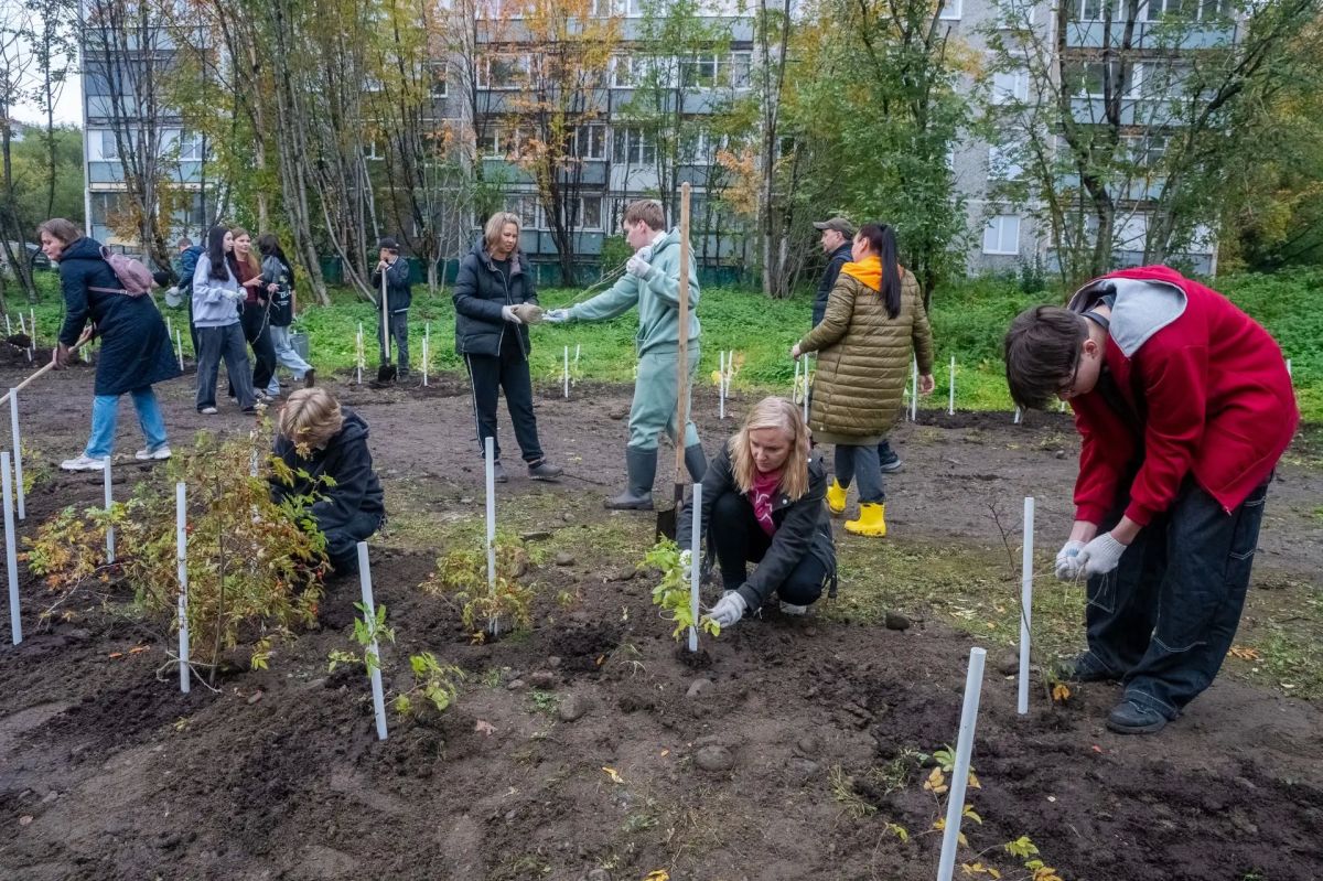 Сирень, пузыреплодник, спирея и другие деревья и кустарники, адаптированные к северному климату, стали частью растительного покрова города Мурманска Сирень, пузыреплодник, спирея и другие деревья и кустарники, адаптированные к северному климату, стали частью растительного покрова города Мурманска