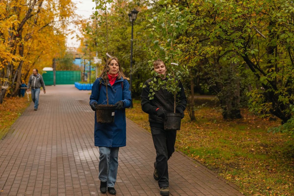 Сирень, пузыреплодник, спирея и другие деревья и кустарники, адаптированные к северному климату, стали частью растительного покрова города Мурманска Сирень, пузыреплодник, спирея и другие деревья и кустарники, адаптированные к северному климату, стали частью растительного покрова города Мурманска