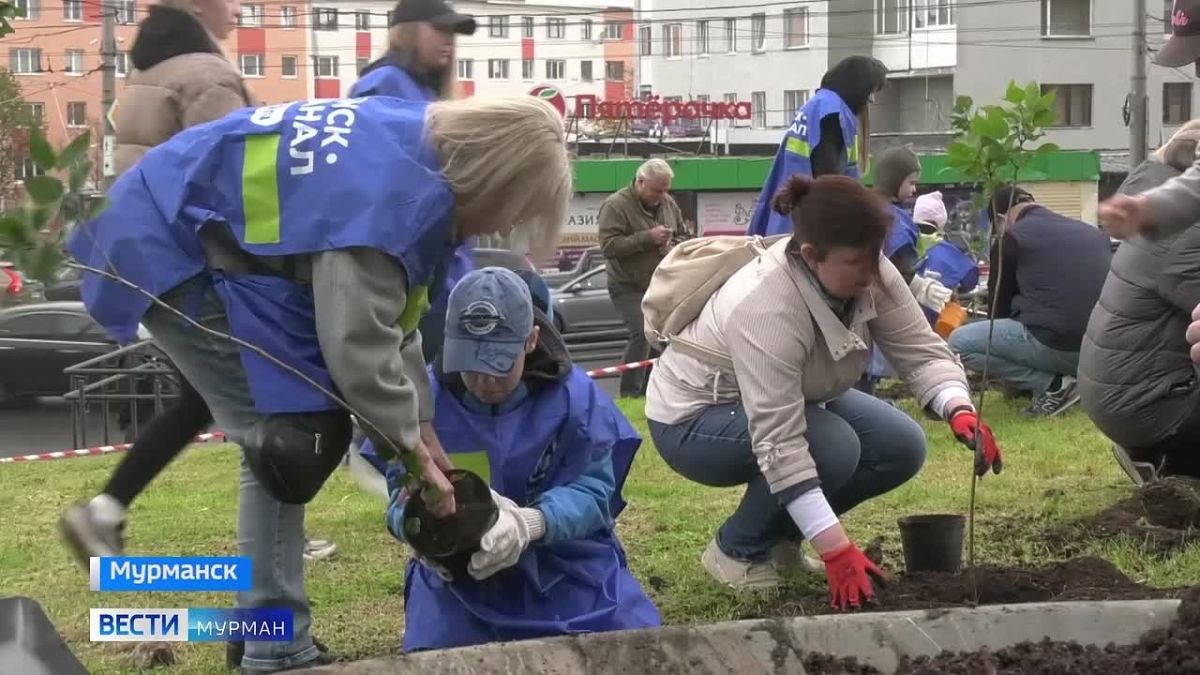 Больше зелени и цветов: в Мурманске участники акции "Зеленый рекорд" высадили десятки саженцев