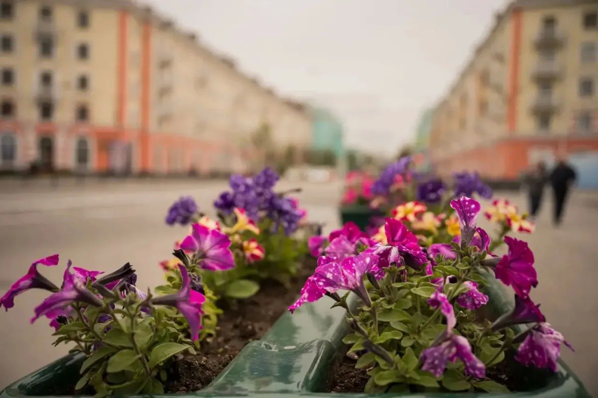 175 тысяч цветов: таким было лето в Мурманске 175 тысяч цветов: таким было лето в Мурманске