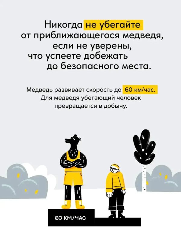 В лесу стоит быть осторожнее: медведи готовятся к зиме В лесу стоит быть осторожнее: медведи готовятся к зиме