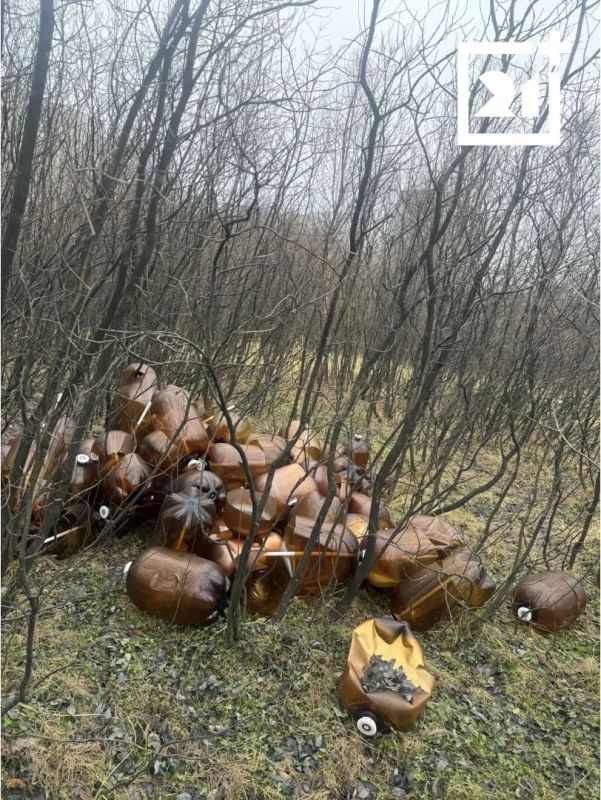 Пивные кеги вместо грибов. Жители улицы Саши Ковалева пожаловались на стихийную свалку прямо среди деревьев