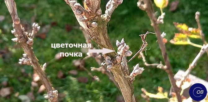 Секреты осенней обрезки красной смородины