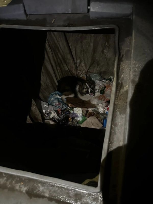В Кандалакше северяне объединились, чтобы спасти собаку
