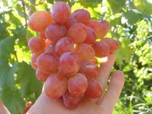 Виноград «Анюта»: гибрид с крупными гроздьями и выразительным вкусом
