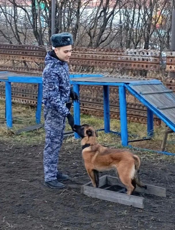 Ученики Губернаторского лицея познакомились со службой кинологов УФСИН Ученики Губернаторского лицея познакомились со службой кинологов УФСИН